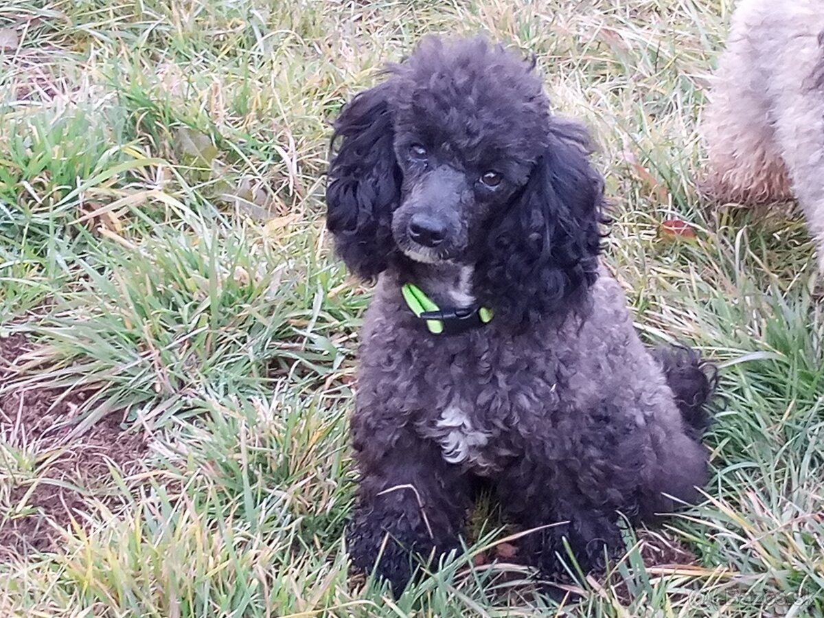 Pudel dvojfarebný psík - 6