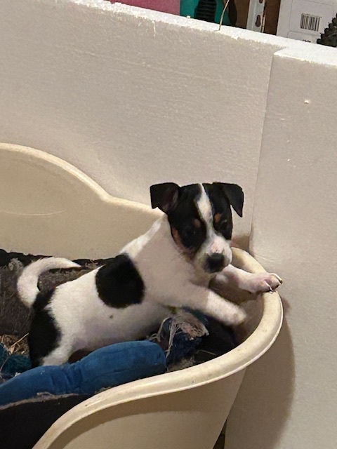 Jack Russel teriér - 6