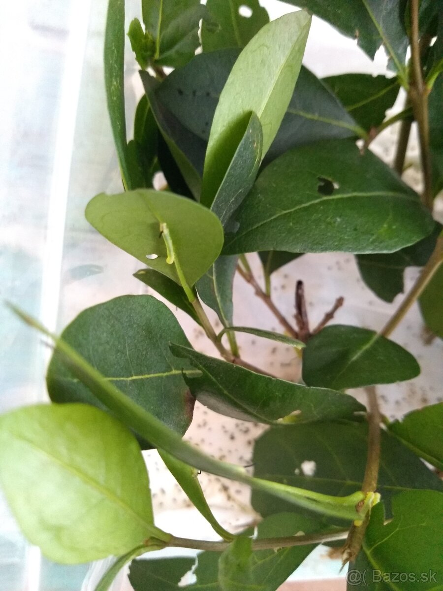 Acherontia atropos - 6