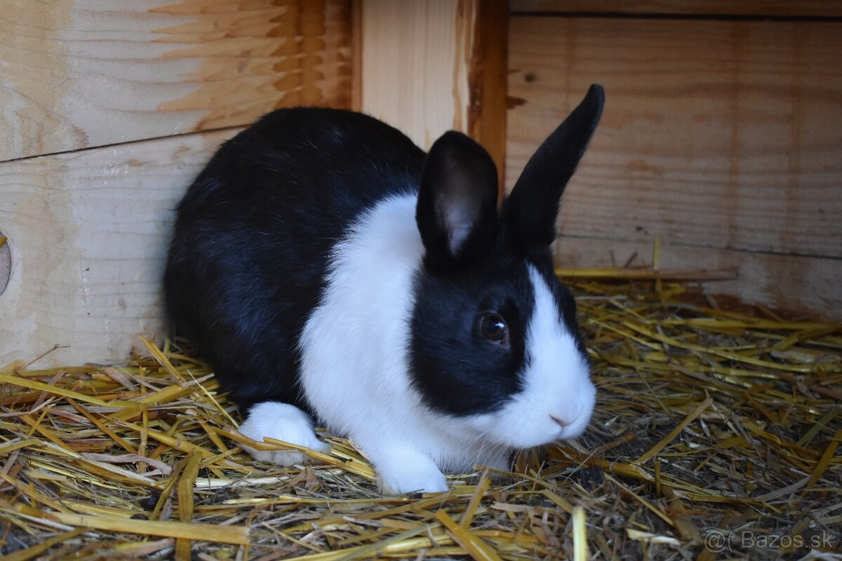 Predam Holandsky - 6