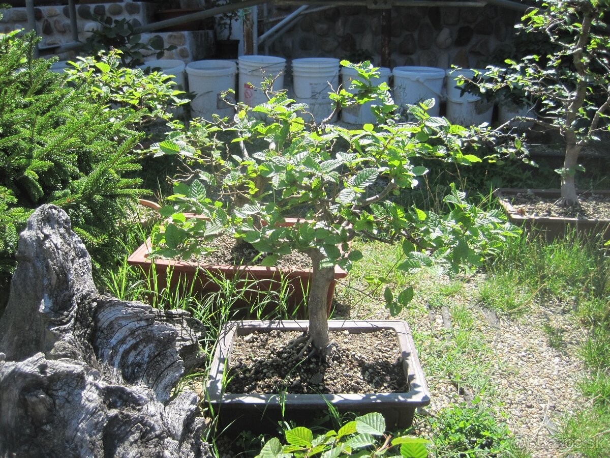 bonsai,bonsaj-hrab 16 - 6