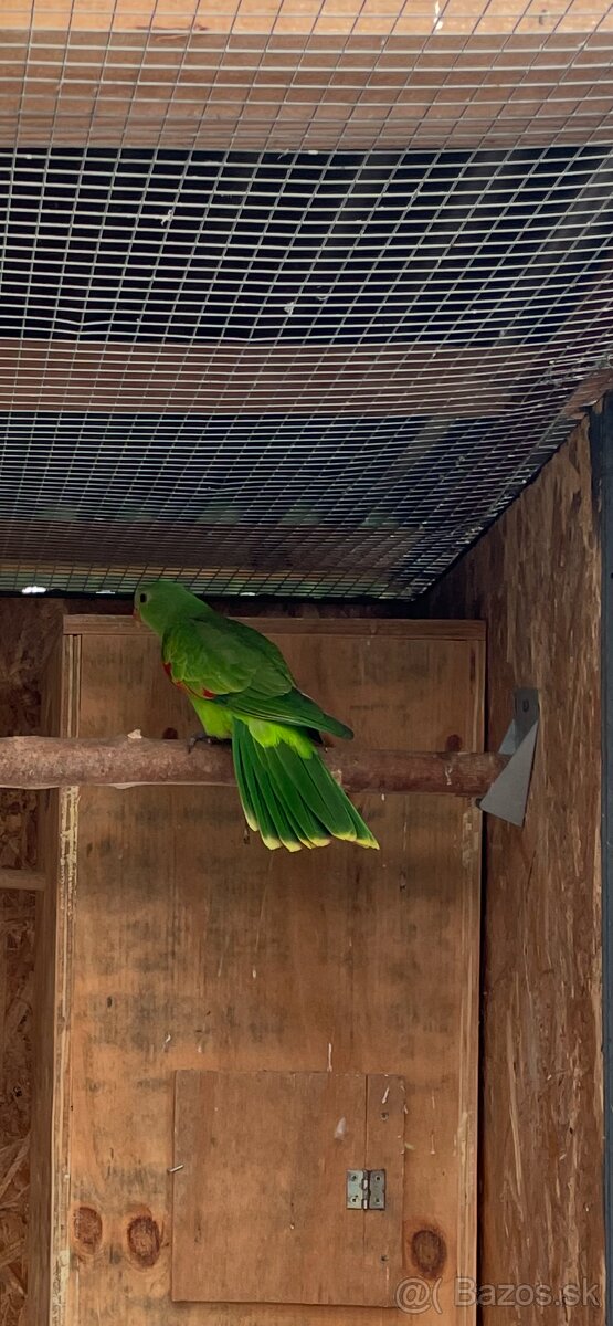 Papagáj Červenokrídly - 6