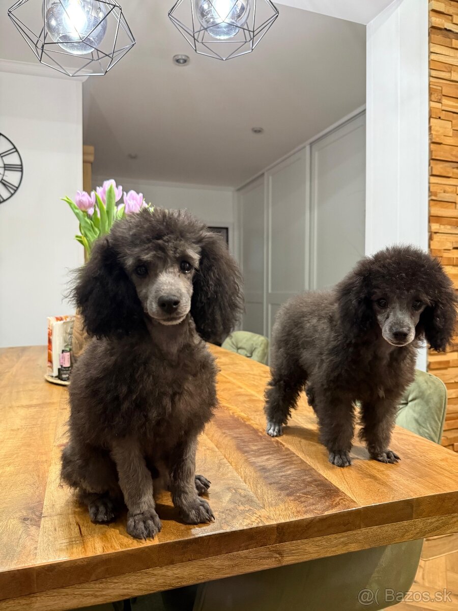 pudel,pudlík,pudlíček - 6