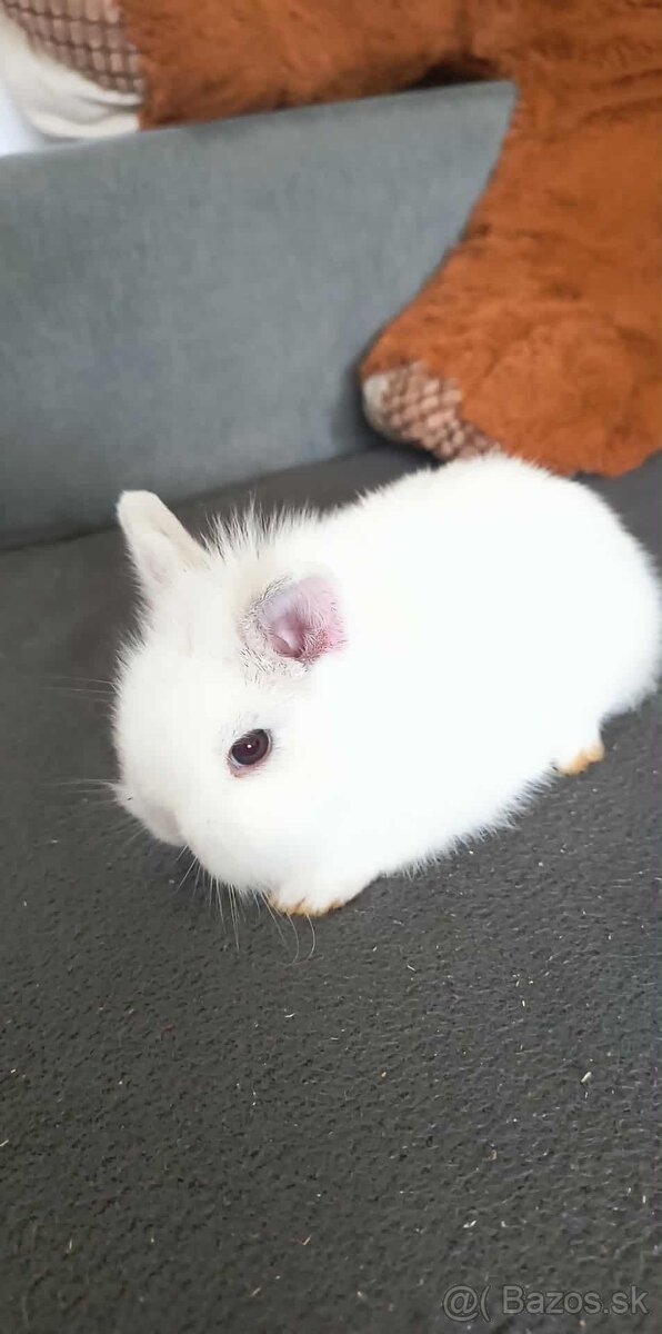 Zakrslý zajačik - 6