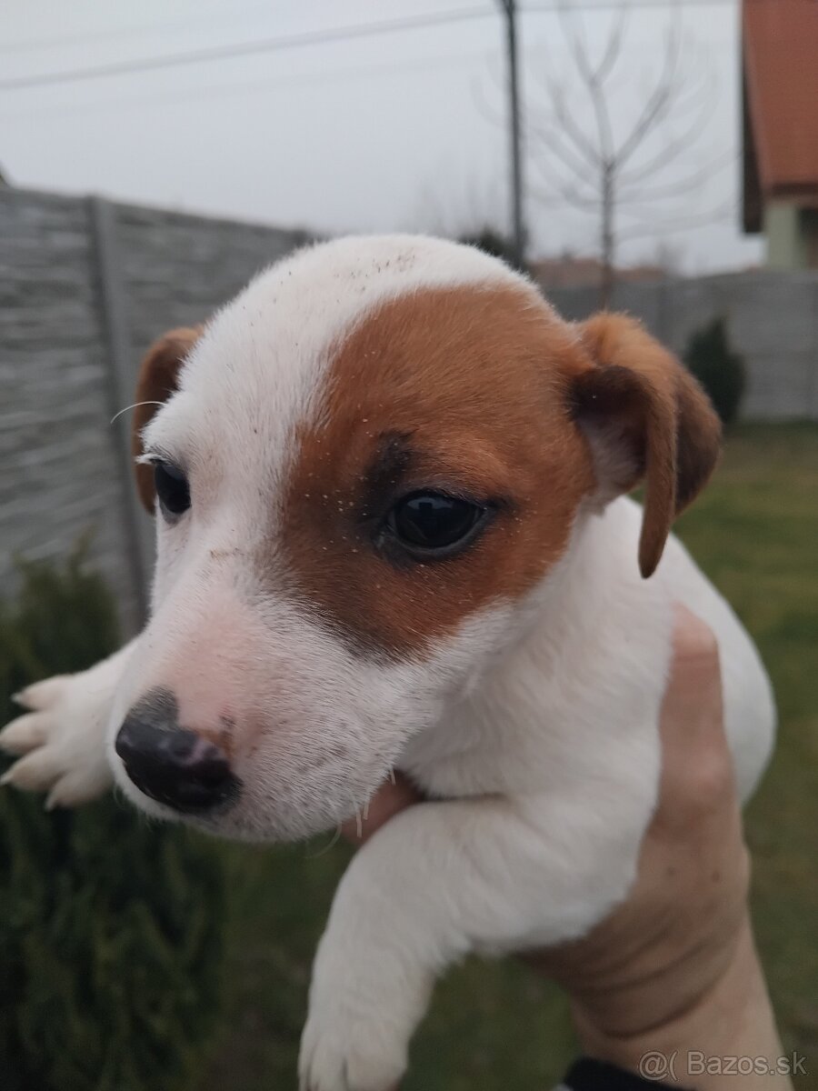 Predám šteňatá Jack Russel Terier - 6