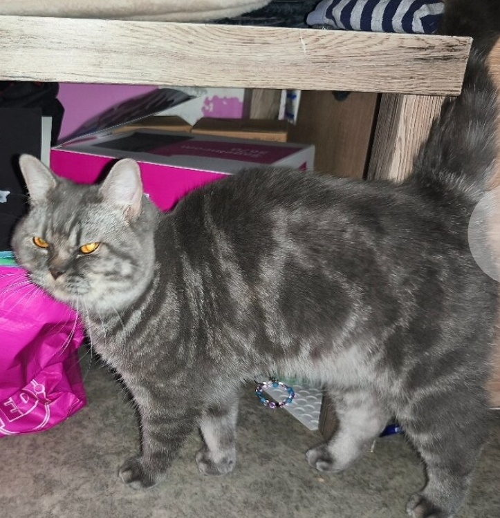 Kocúrik na krytie - 6