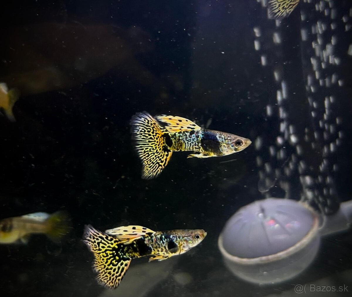 Guppy_čisté formy - 6