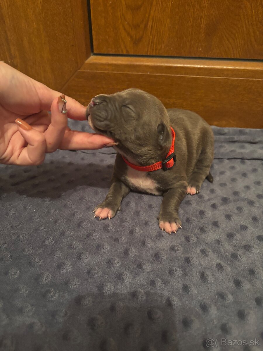 Americký stafordsirsky terier, Stafford, amstaf - 6