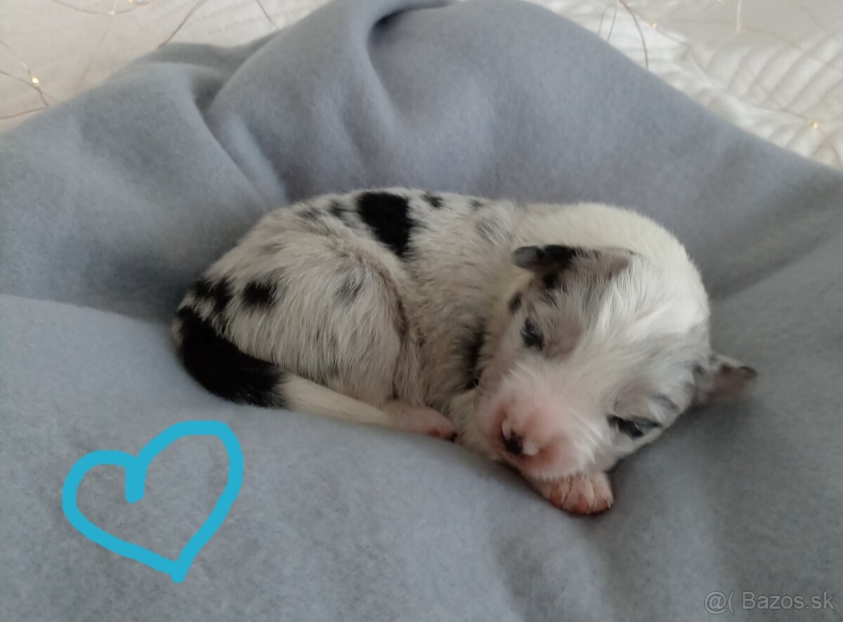 Border kólia s PP - 6