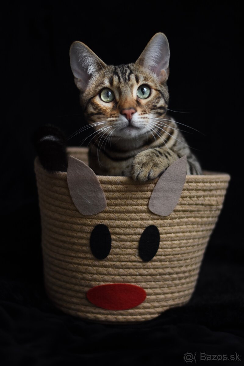 Bengálsky kocúr s PP na krytie - 6