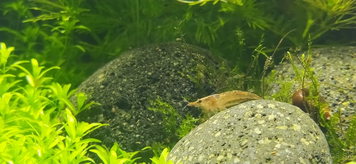 Low Tech akvárium s krevetkami - 6