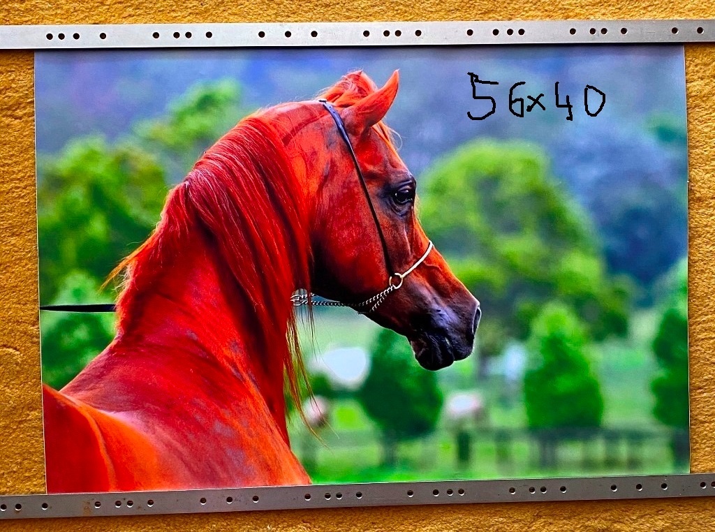 NHL kartičky, tapety koňov,... - 6