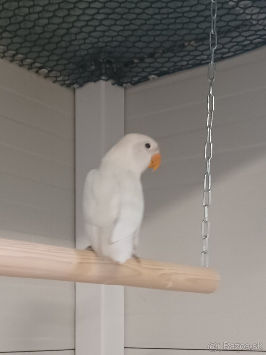 Agapornis fischeri - 6