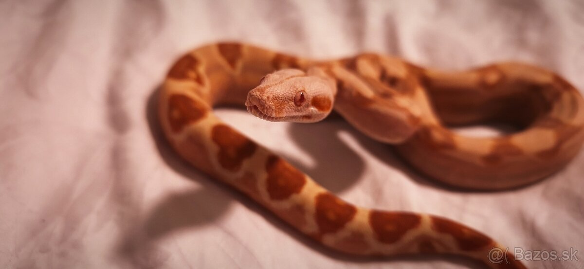 Velhad kralovsky sunglow - 6