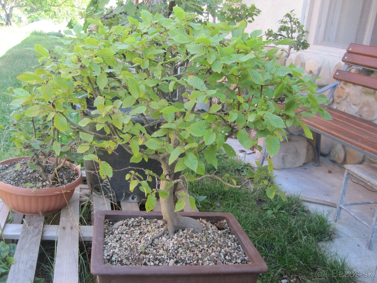 bonsai,bonsaj-hrab 17 - 6