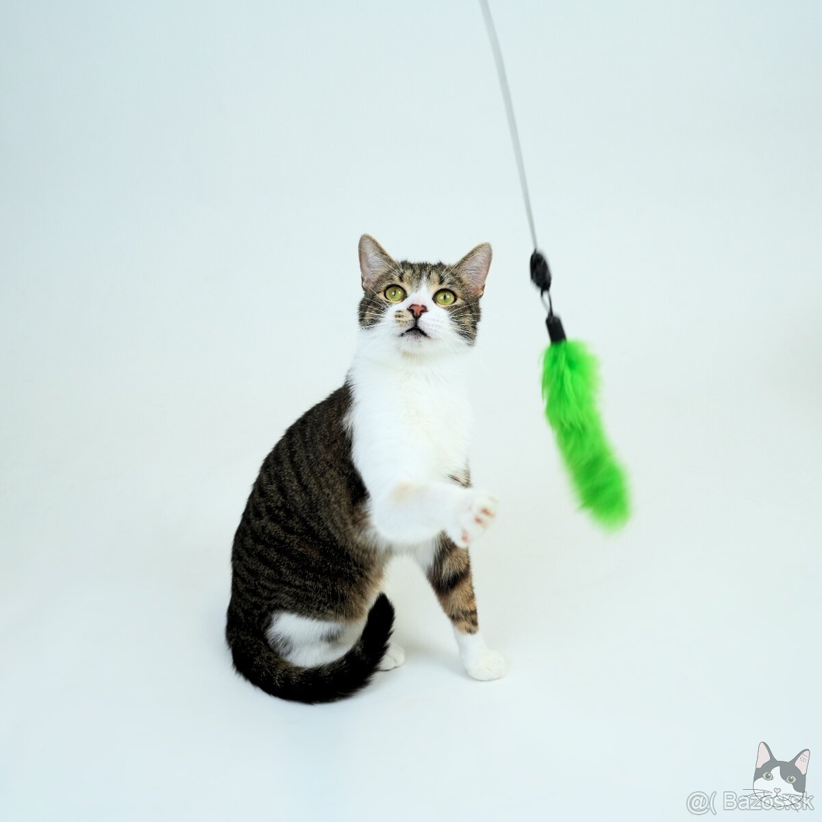 Kocúrik ERVIN hľadá domov - 6