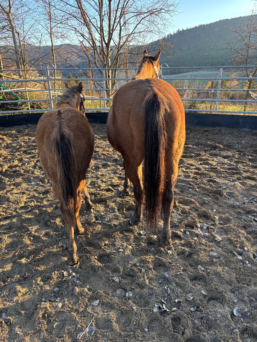 APH Žrebček DUN - 6