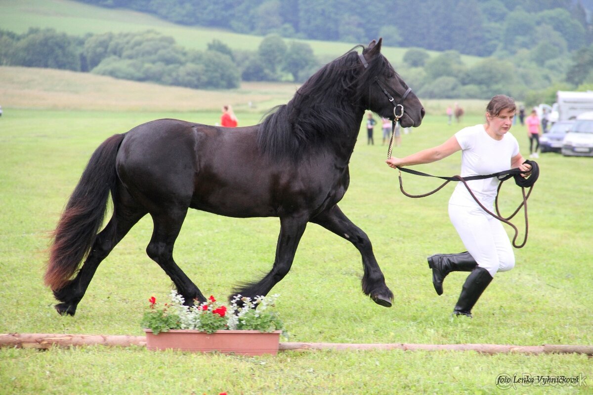 Fell pony pripustanie - 6