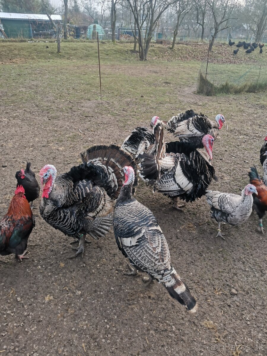 Morka NARAGANSET - 6