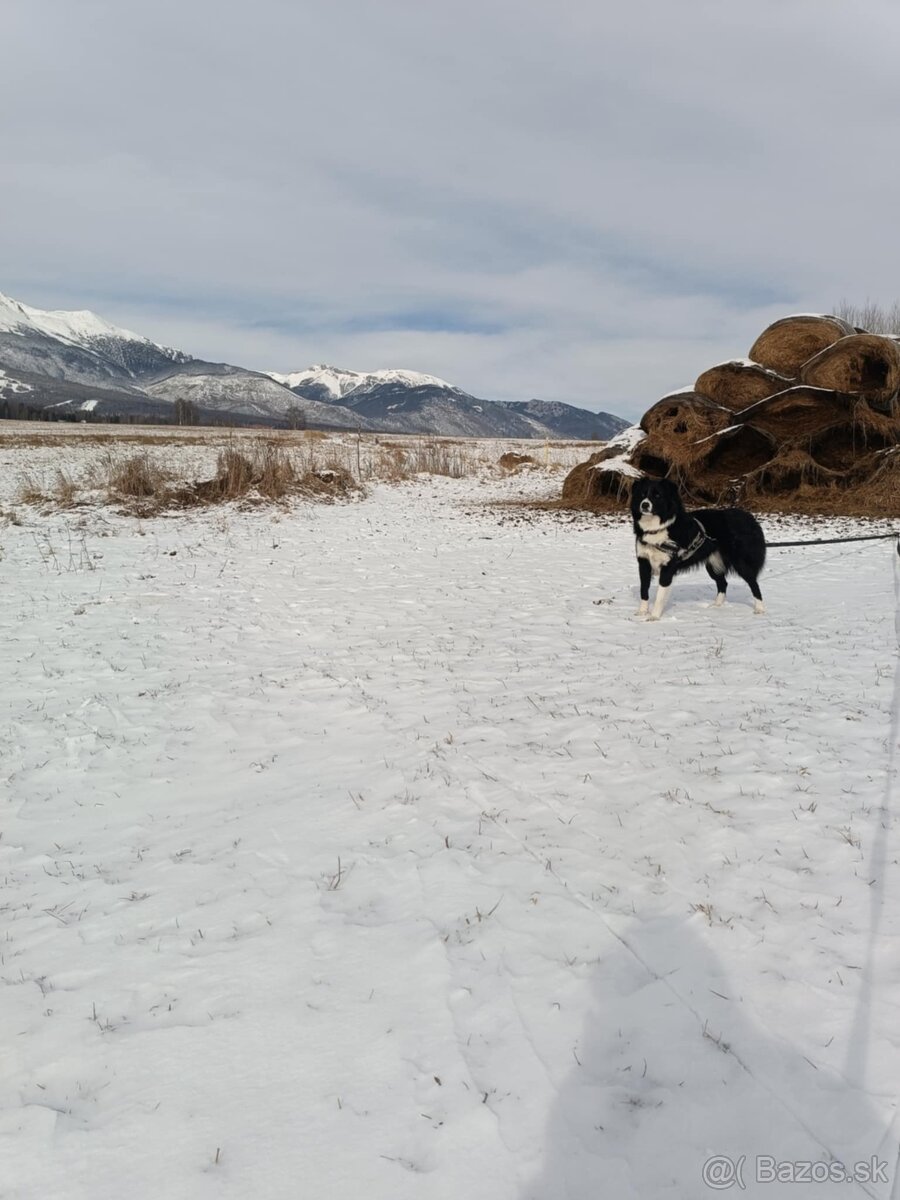 Psík, hľadá domov - 6