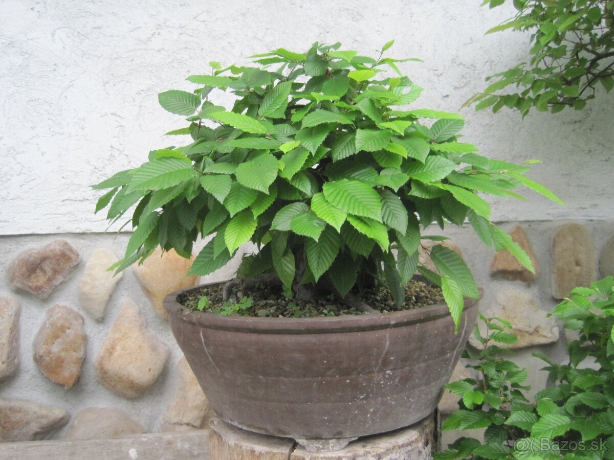 bonsai,bonsaj-hrab 11 - 6