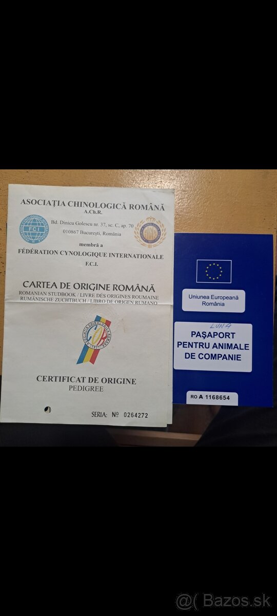 Rumunsky ovciak, Bukovina - 6