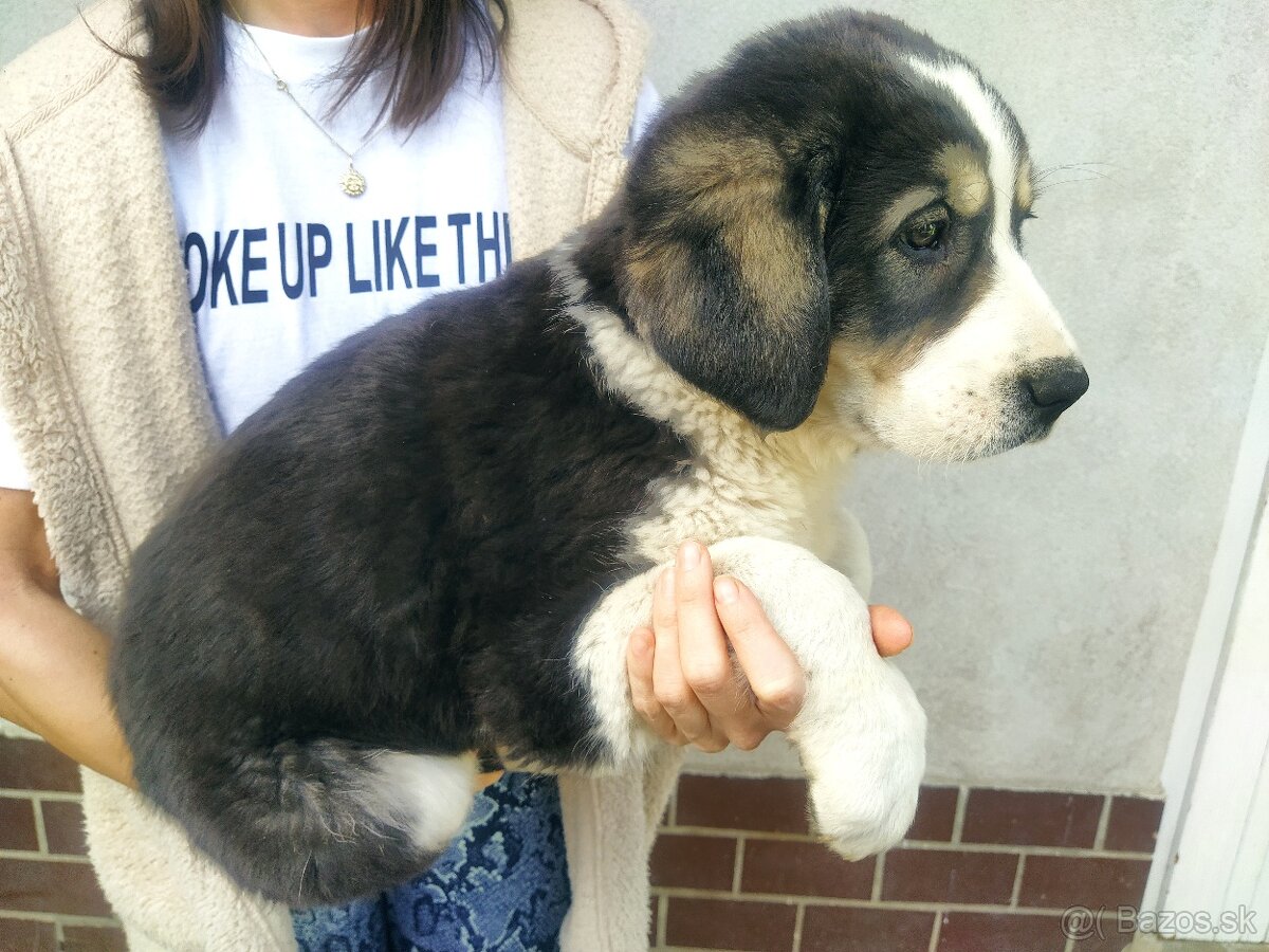 stredoázijský ovčiak - 6