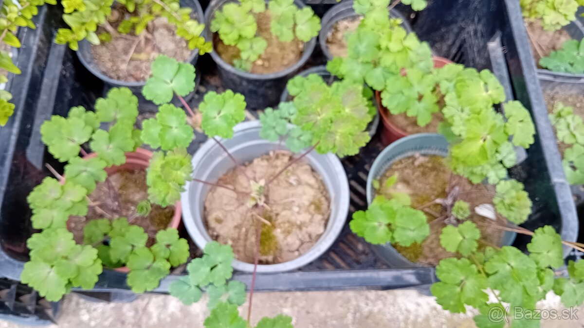 Predám rôzne trvalky - 6