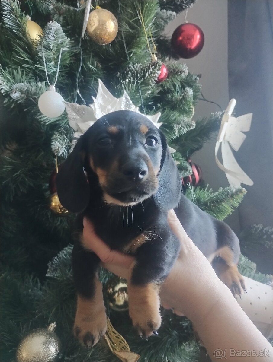 Predaj jazvečík - 6