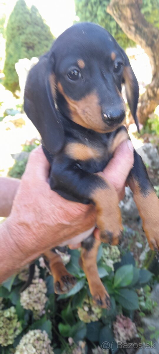 Jazvečík krátkosrstý merle - 6