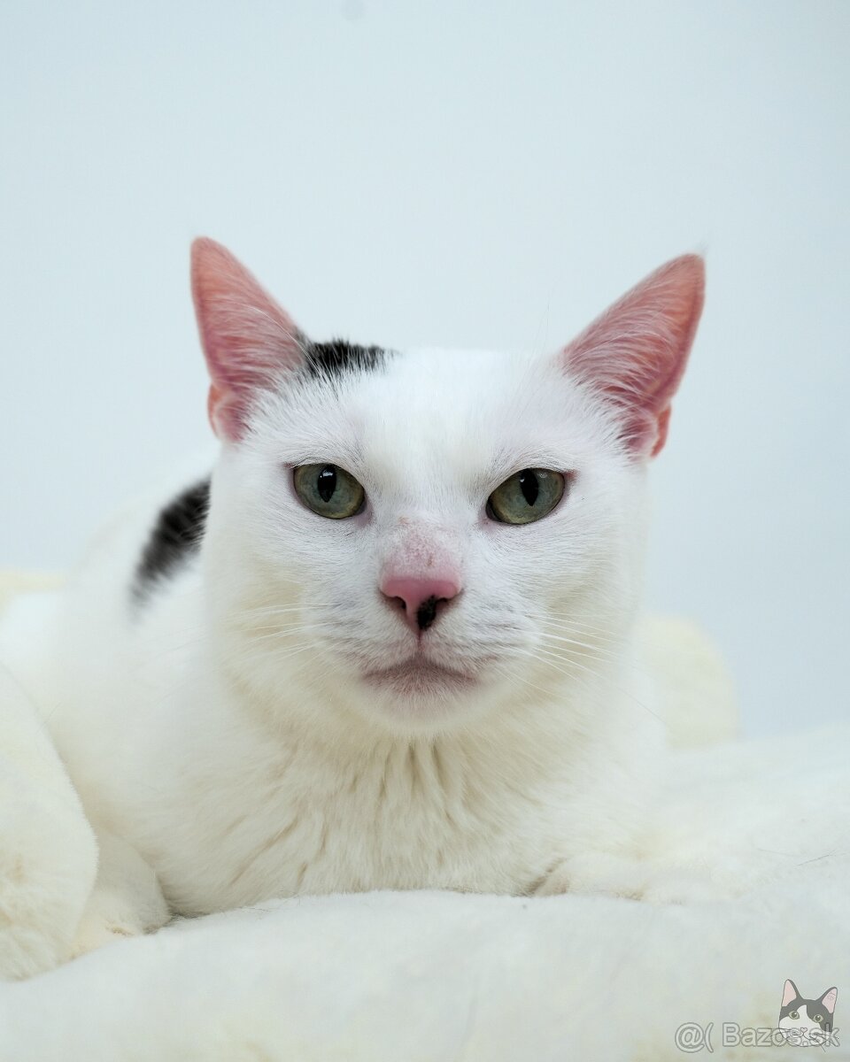 Kocúrik NEMO hľadá domov - 6