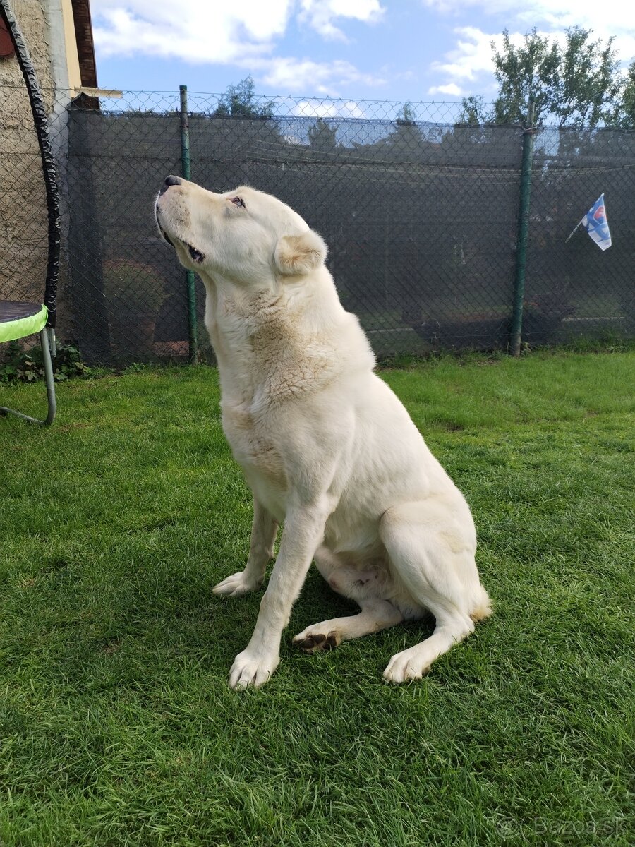 Stredoazijský ovčiak SAO - 6