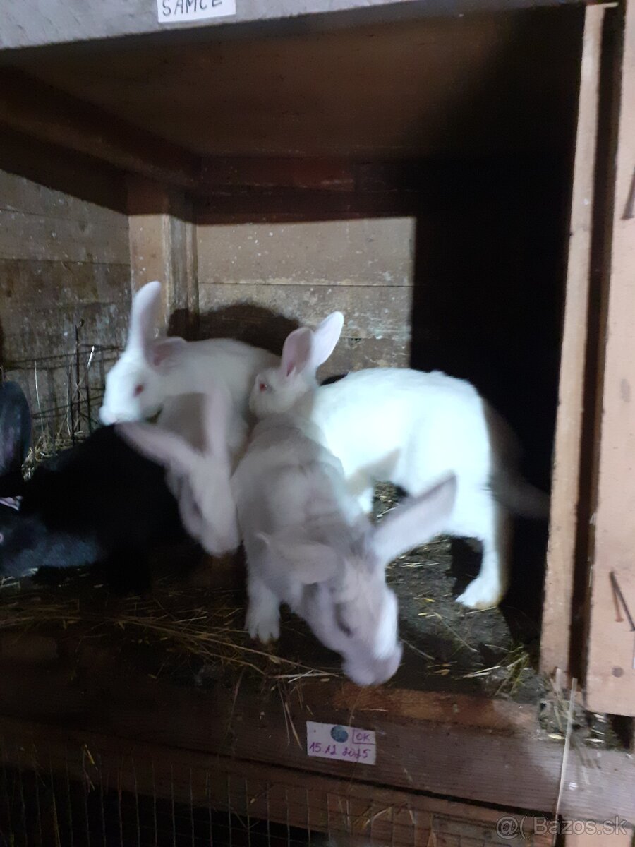 Predam zajace - 6