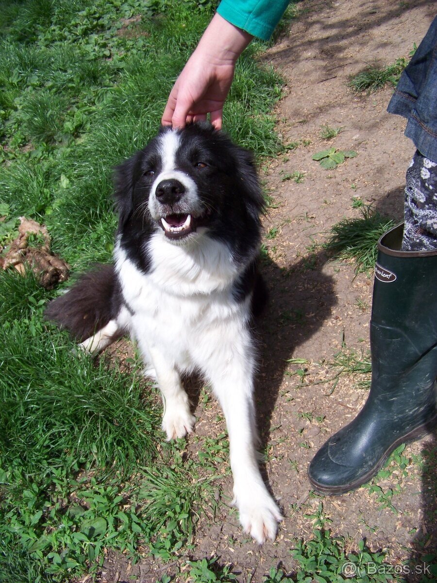 Border kolia šteniatka - 6