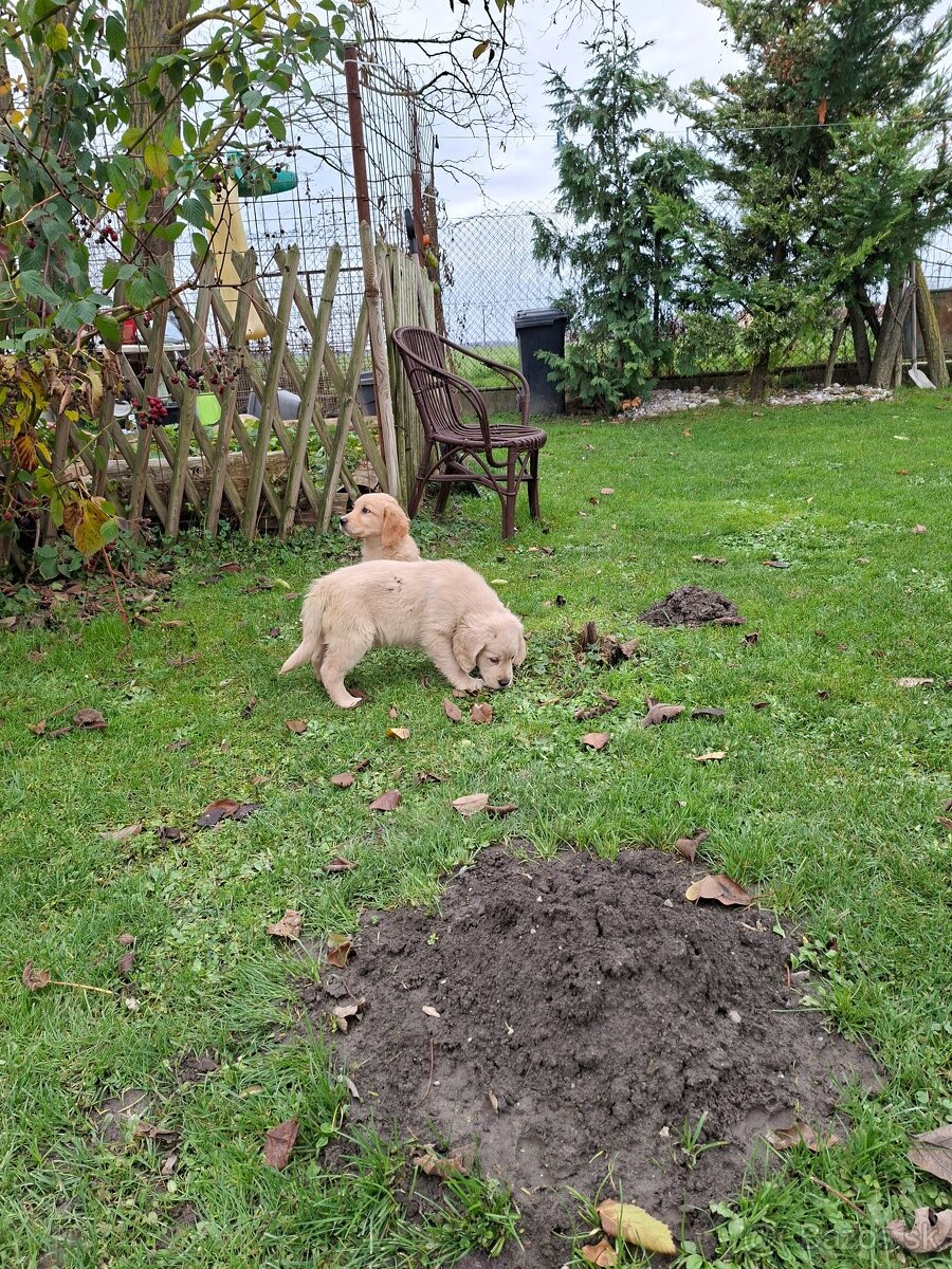 Zlaty retriever - 6