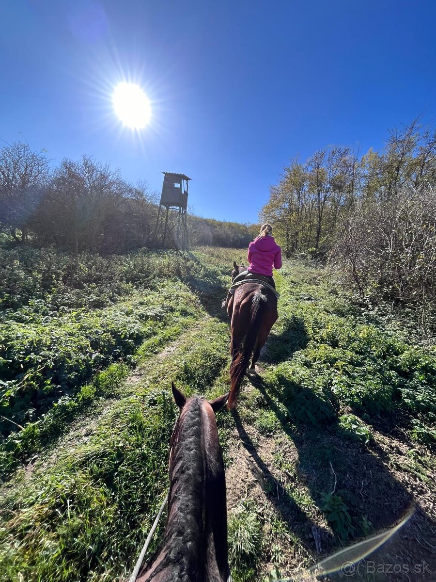 Valach A1/1 polovičný prenájom - 6