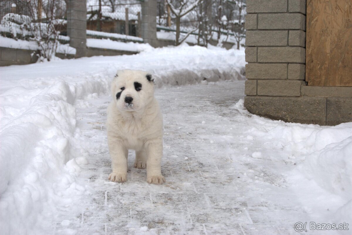 Stredoázijský ovčiak - 6