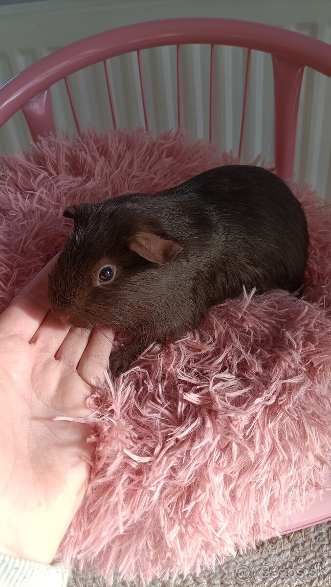 Cistokrvne morča samicky - 6