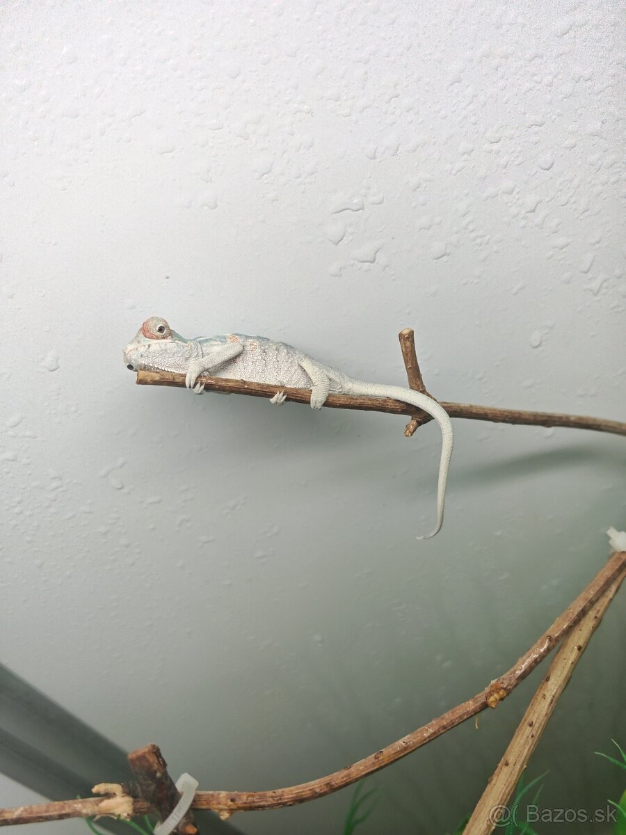 Predám chameleóna pardali nose be - 6