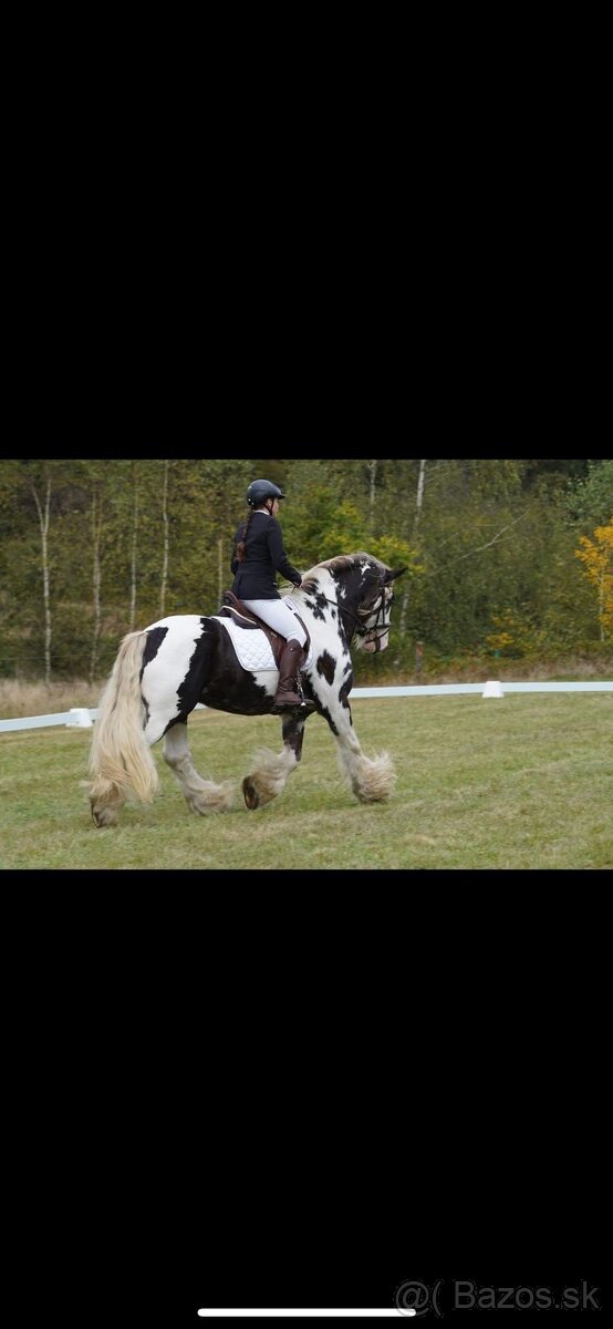 Irsky cob - prodej, výměna - 6