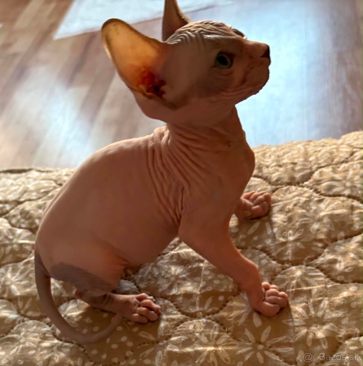 Don sphynx - 6