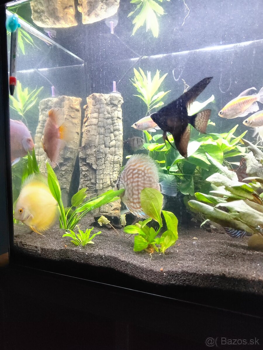 Predám súrne diskusi plus. Iné spoločenské ryby. - 6