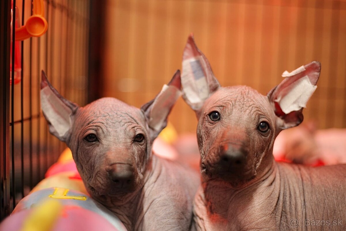 Peruánsky naháč veľký s PP (FCI) - 6