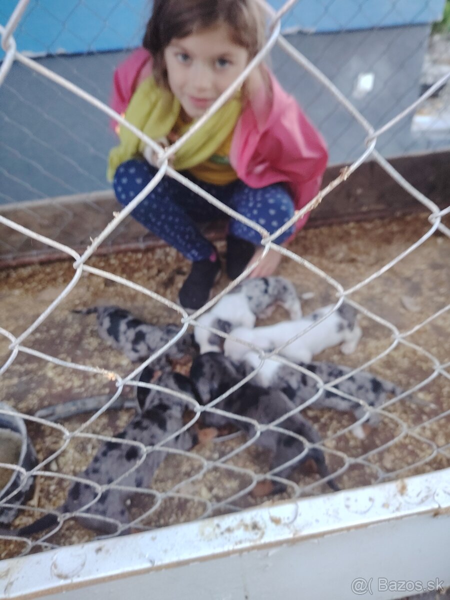 Predám merle jazvečíky - 6