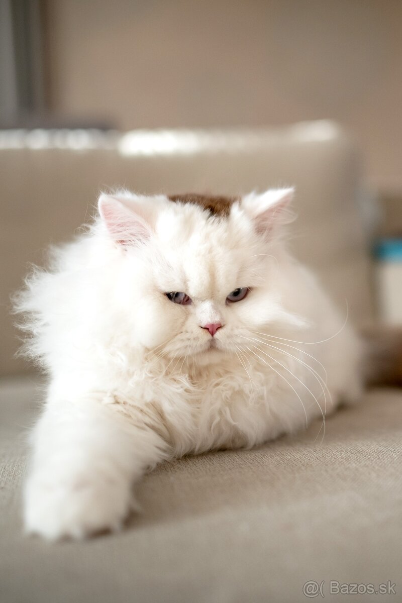 Britské mačiatka/kocúrik/ , mačiatko - 6