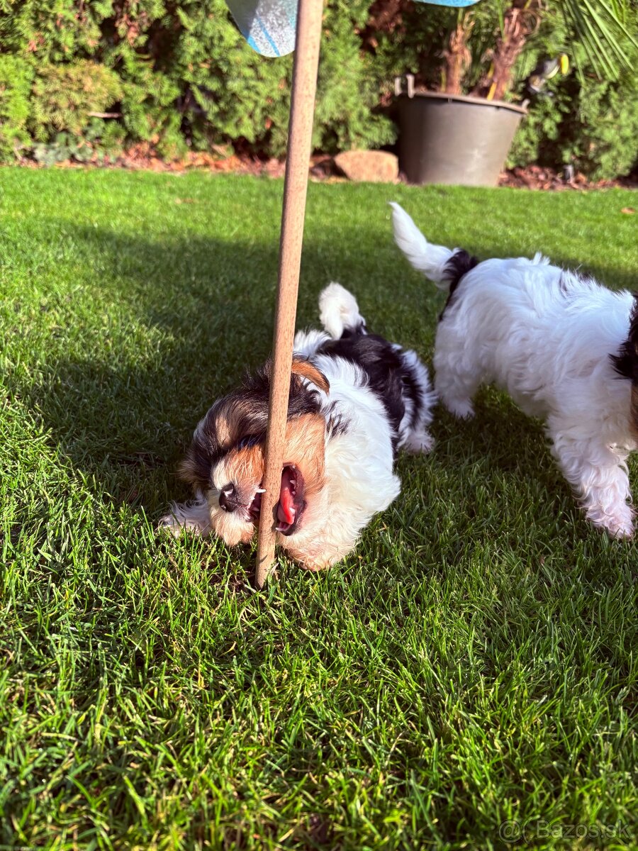 Yorkshire biewer - 6