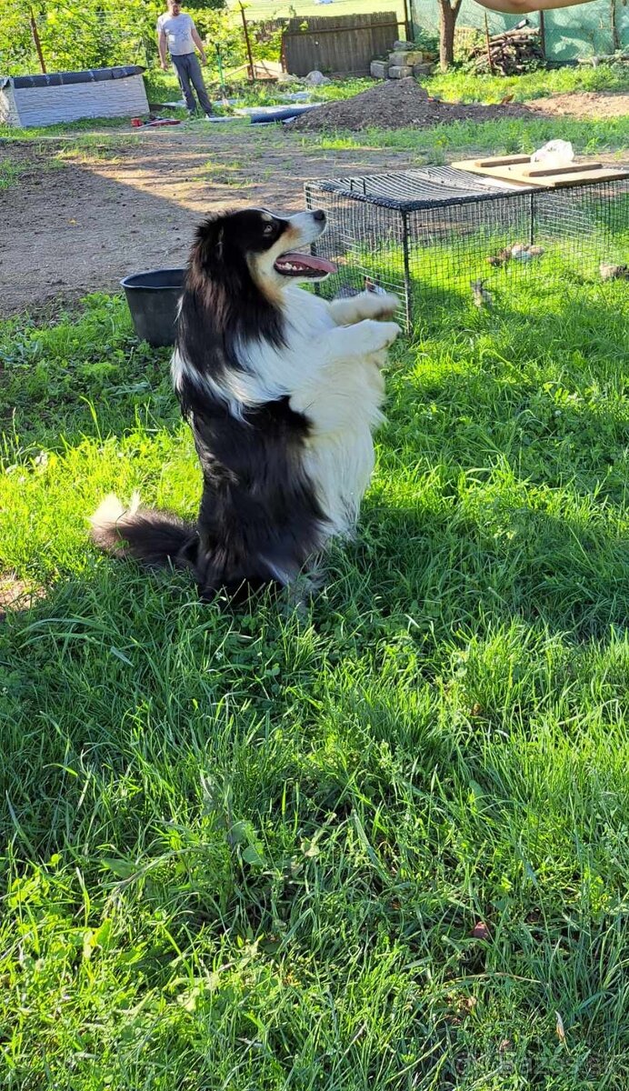 Krytie chovným AUO - 6