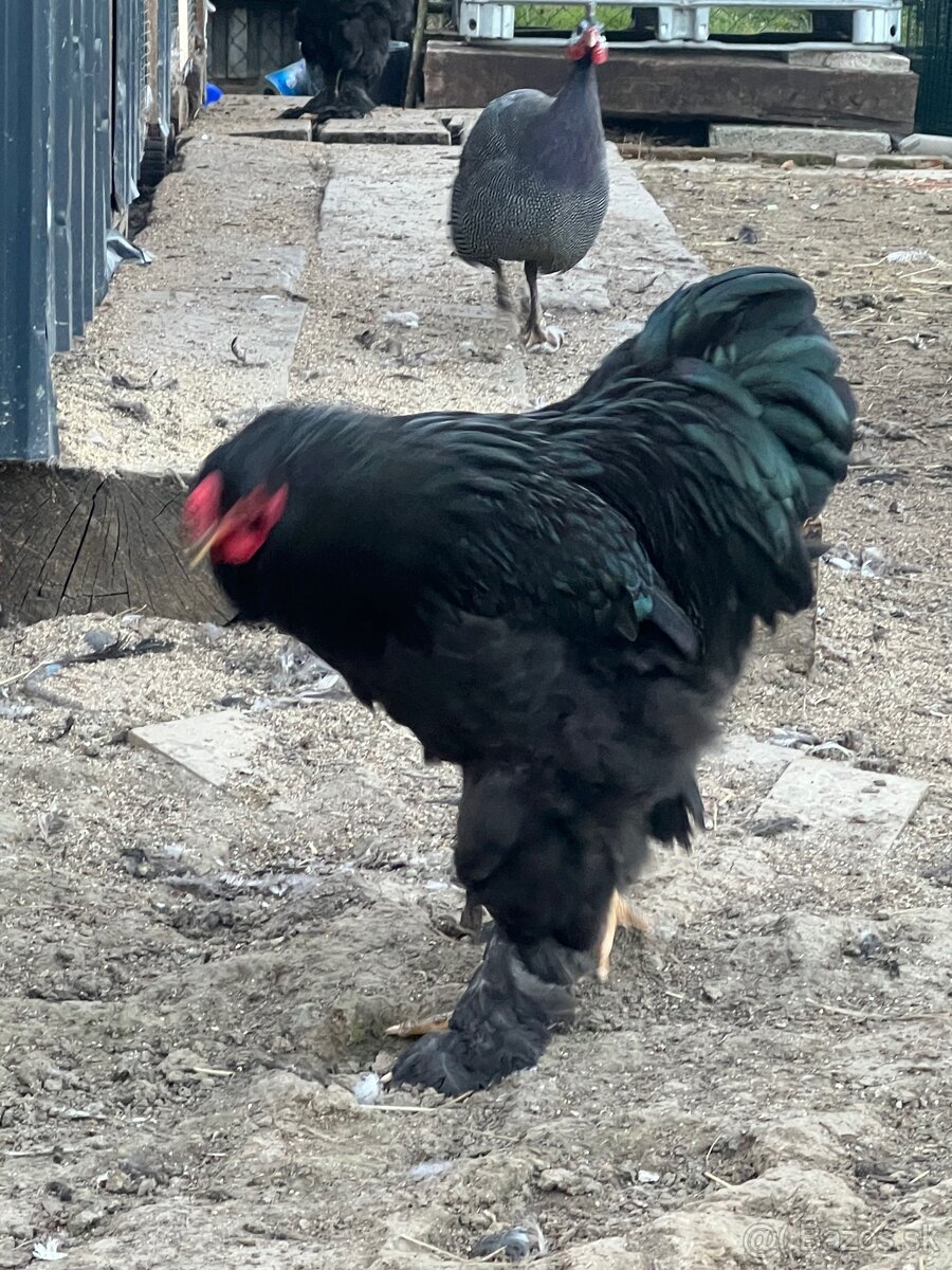 Brahmanka veľká čierna - 6