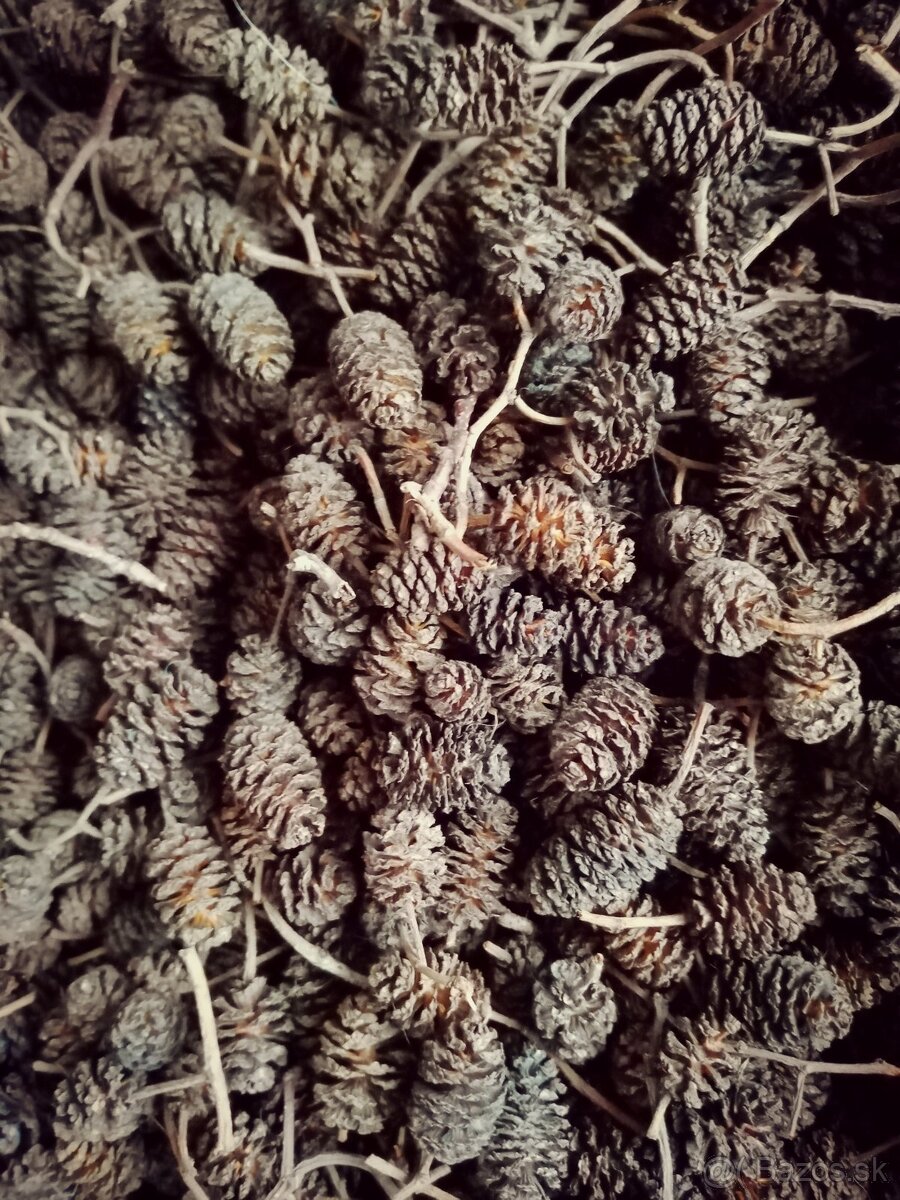 Borovicové šišky - 6