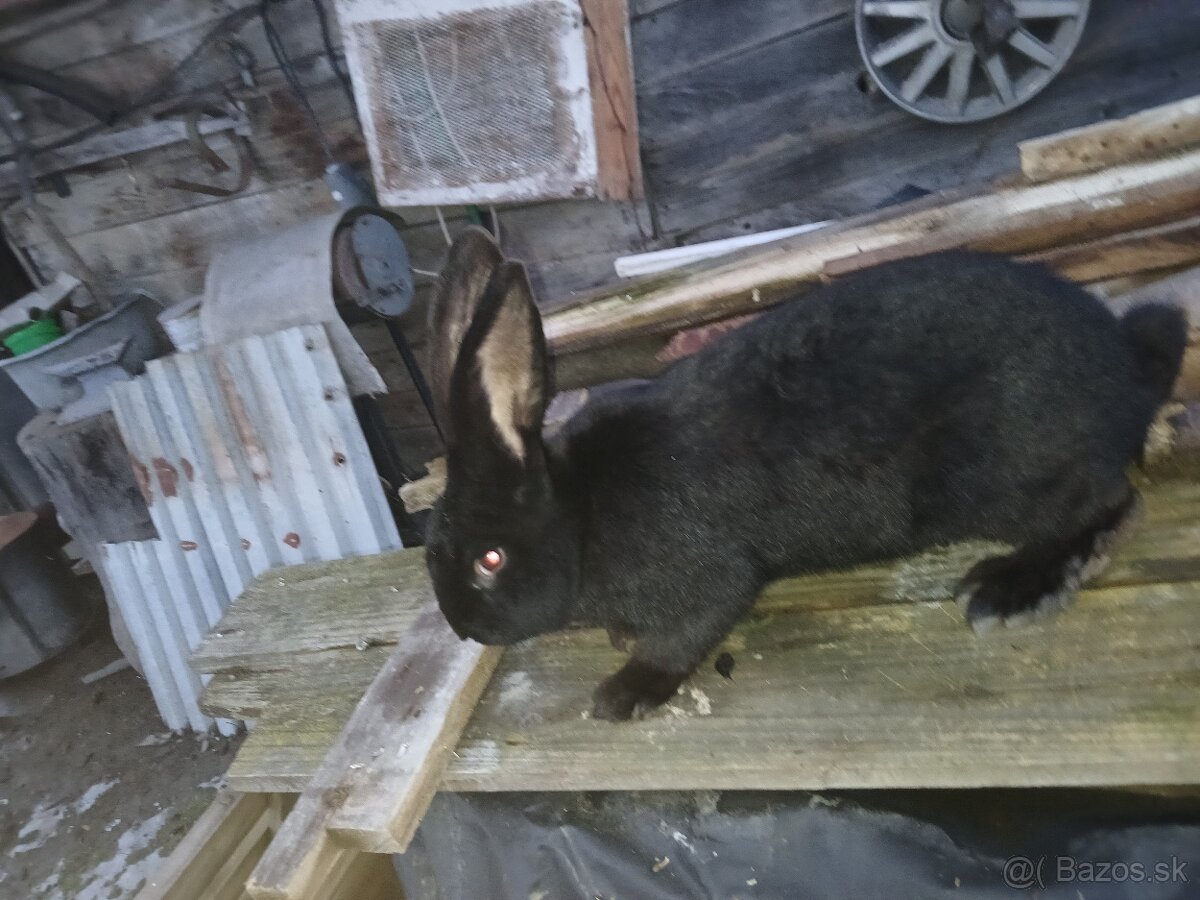 NoS. Nemecký obrovitý strakáč - 6